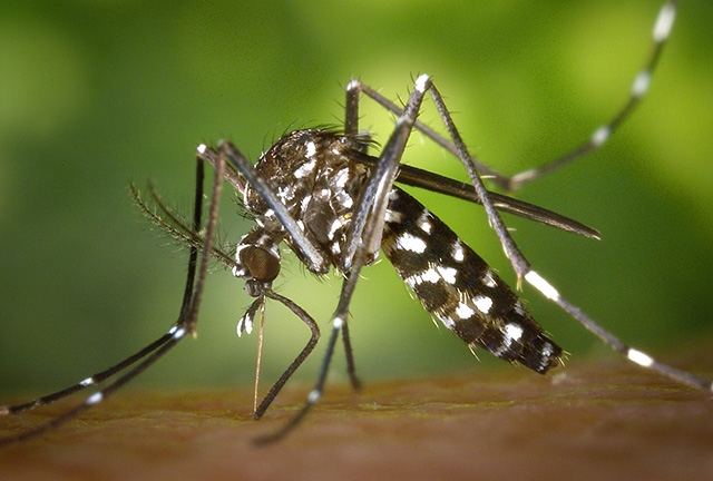 EL AEDES AEGYPTI, EL MOSQUITO HOGAREÑO